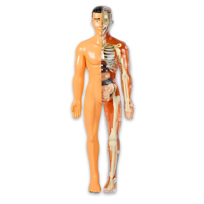 Puzzle 3D: Anatomia